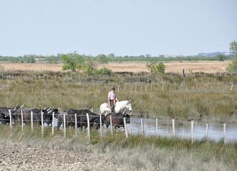 Camping Abri de Camargue, 4* - 74