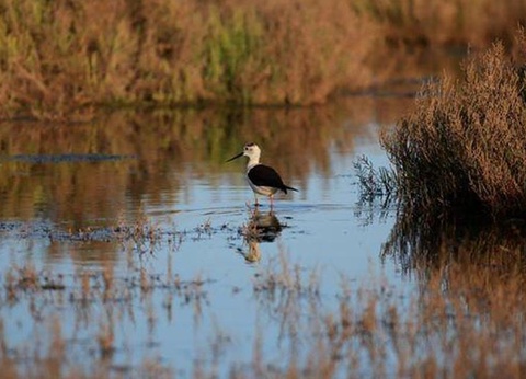 Camping Bleu Marine, 4* - 59