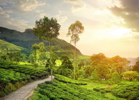 Circuit privé Ceylan buissonnier - 10