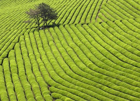 Le Royaume du Matin calme + Ile de Jeju - Corée du Sud - 23