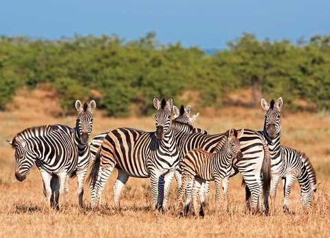 Circuit Canyons et safaris - 9