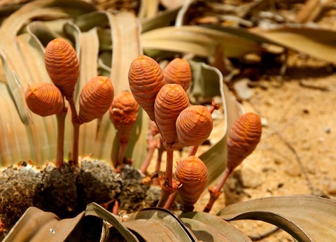 Circuit Pays himba, dunes et réserves de Namibie - 6