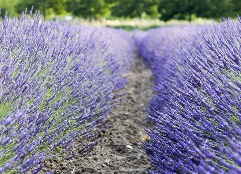 Flower Camping la Pinède, 4* - 22