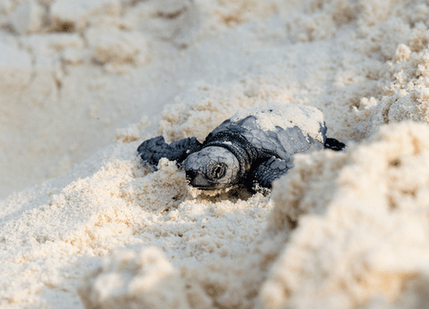 Hôtel The Barefoot Eco Hotel Maldives 4* - 21