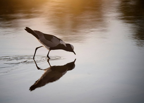 Circuit Essence de l'Afrique du Sud : du Cap aux terres sauvages **** - 8