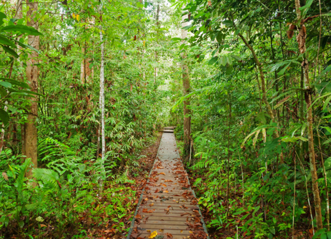 Malaisie en Liberté, Des Terres Sauvages de Taman Negara à l'île de Langkawi 4* - 15