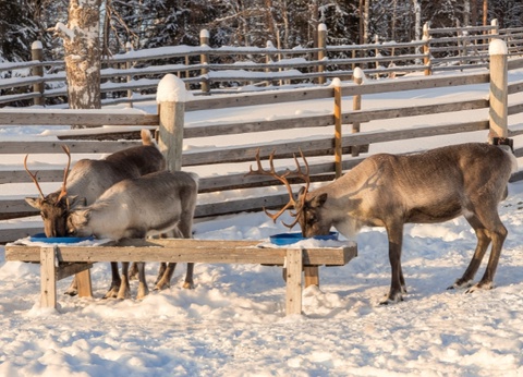 Hôtel Pite Havsbad - Séjour au coeur de la Laponie Suédoise - 9