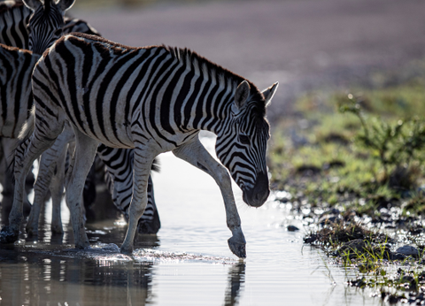 Circuit Namibie : Les plus vieux déserts du Monde **Version 2026** - 3