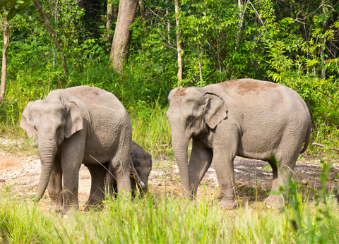 Circuit Du Parc National de Khao Sok aux Sables de Khao Lak - 20