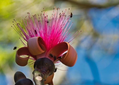 Circuit entre Jungles et Forêts du Costa Rica + extension Playa Samara - 14