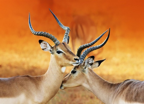 Circuit découverte de la Namibie - 5