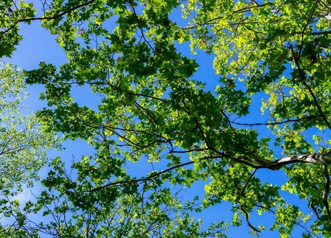 Camping Abri de Camargue, 4* - 94