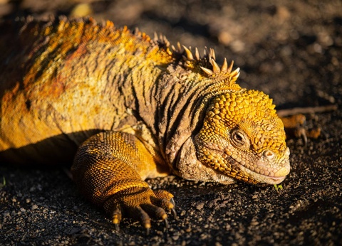 Circuit De la cordillère aux Galápagos : un voyage au coeur de la nature - 9