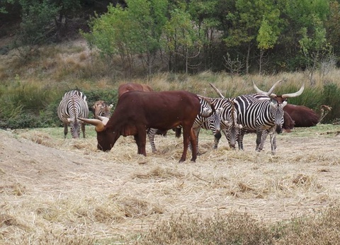 Camping La Grange Neuve, 3* - 23