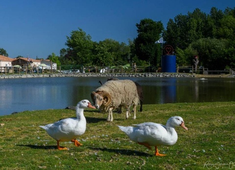 Camping Sites et Paysages, 4* - 25