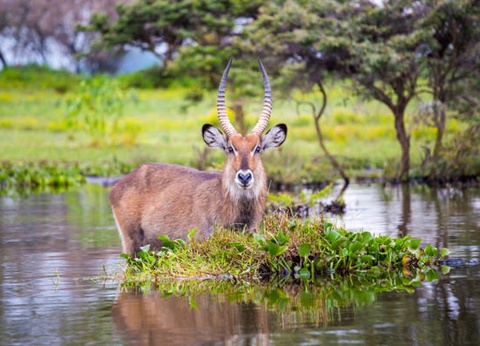 Circuit Safari au coeur des grands parcs du Kenya - 15