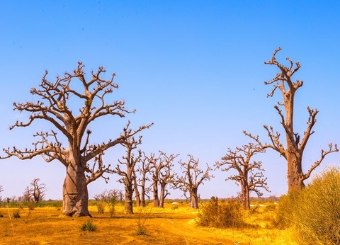 Circuit Mythes & charmes du Sénégal en privatif *** - 22