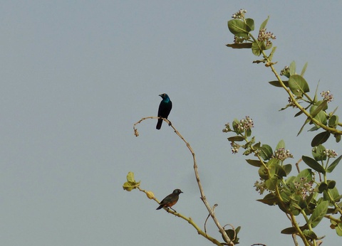 Combiné croisière et hôtel À Bord du Bou El Mogdad, au coeur du Sénégal authentique - 14
