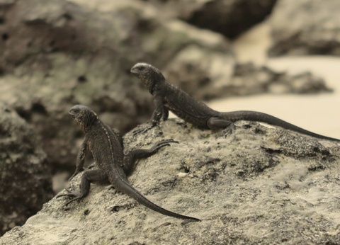 Du continent Amérindien aux îles volcaniques - 4