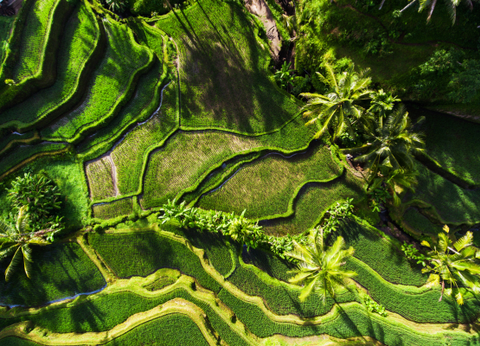 Circuit Au Coeur de Bali - 7