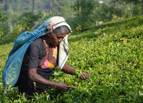 Circuit L'odyssée sri lankaise : l'île aux mille visages - 14