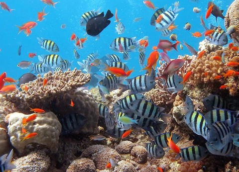 Aqaba en liberté 4* - 14