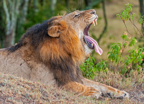 Circuit Safaris de Légende - 14