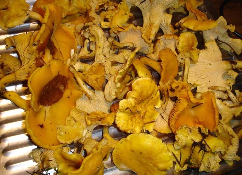 Camping Ushuaïa villages Sabot, 3* - 11