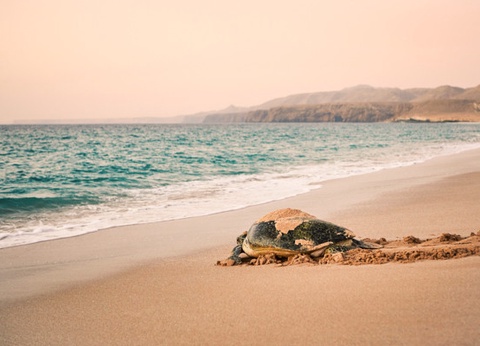 Circuit Des côtes omanaises à la démesure de Dubaï - 16