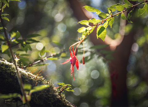 Circuit Découverte de Chiloé et Aventure Chilienne du Nord au Sud - 30