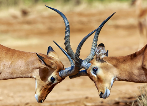 Circuit Safaris de Légende - 6