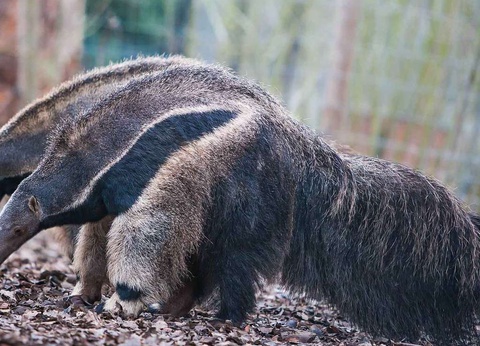 Aventurez-vous au ZooSafari de Thoiry le temps d'un week-end - 4* - 21
