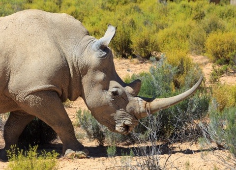 Circuit A la découverte de l'Afrique du Sud - 11