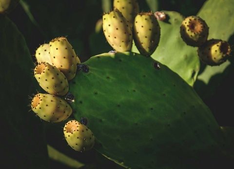 Circuit Le grand tour argentin : des Andes à la Patagonie - 7