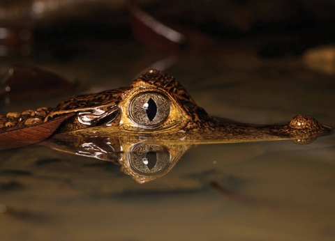 Circuit Costa Rica, terre d'émeraude et de saphir - 12