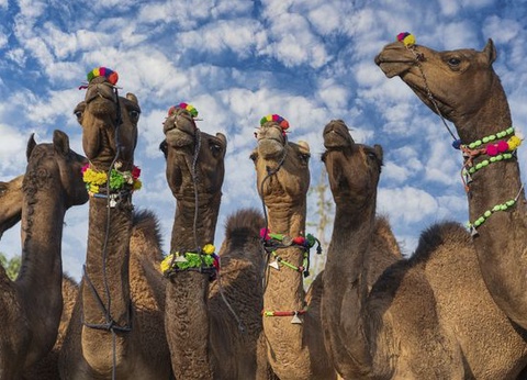 Merveilles de l'Inde du Nord et Extension Vallée du Gange 17J/14N - 10