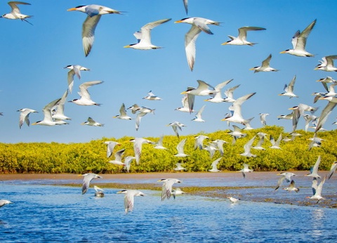 Circuit Les Oasis du Sénégal + extension 2N Framissima Palm Beach **** - 19