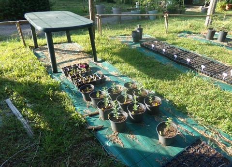 Les Hameaux de Miel, 3* - 82