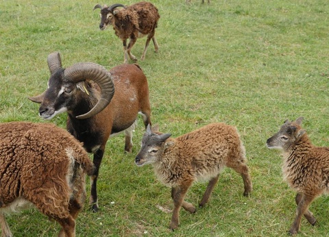 Camping Paradis Le Royon, 4* - 15