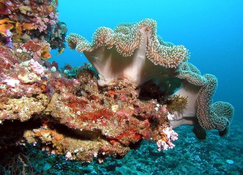 Circuit Splendeurs du Sri Lanka & Extension Maldives Hôtel Fihalhohi Island 4* - 12