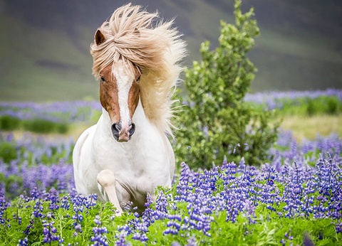 City Break 4 nuits - A la recherche du soleil de minuit - 8