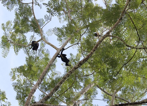Circuit Les visages du Yucatán - 2