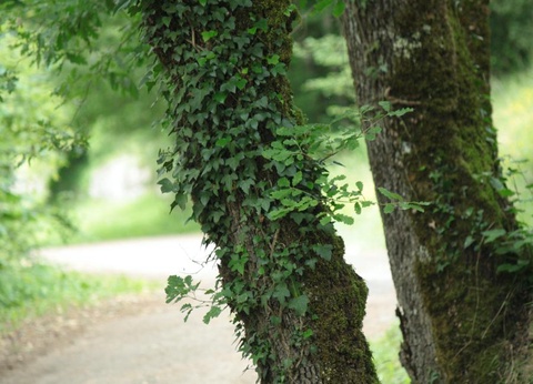 Camping Moulin de David 4* - 94