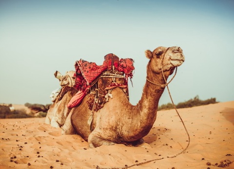 Circuit Les Oasis du Sénégal + extension 2N Framissima Palm Beach **** - 9