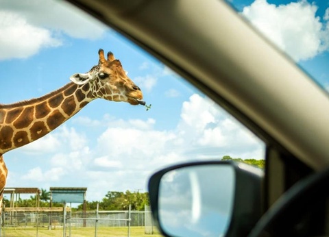 Camping Le Bontemps - Ciela Village, 4* - 71