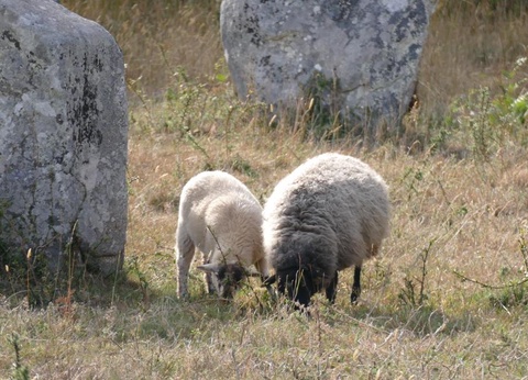 Camping Plijadur 4* - 59