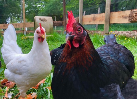 Camping Les Lacs d'Armagnac, 4* - 64