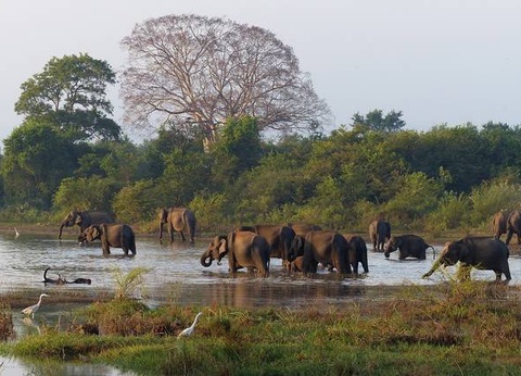 Circuit privé Ceylan en liberté - 8