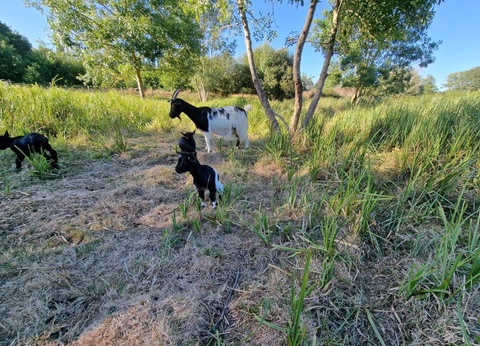 Camping Paradis - Domaine de Bellevue, 4* - 7