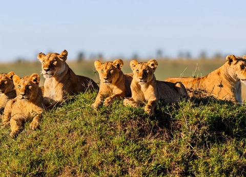 Ôclub Zen Pearl Beach Resort Zanzibar 4* + Safari 3 Nuits - 18